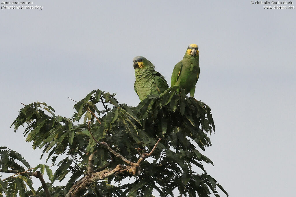 Amazone aourou