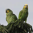 Amazone aourou