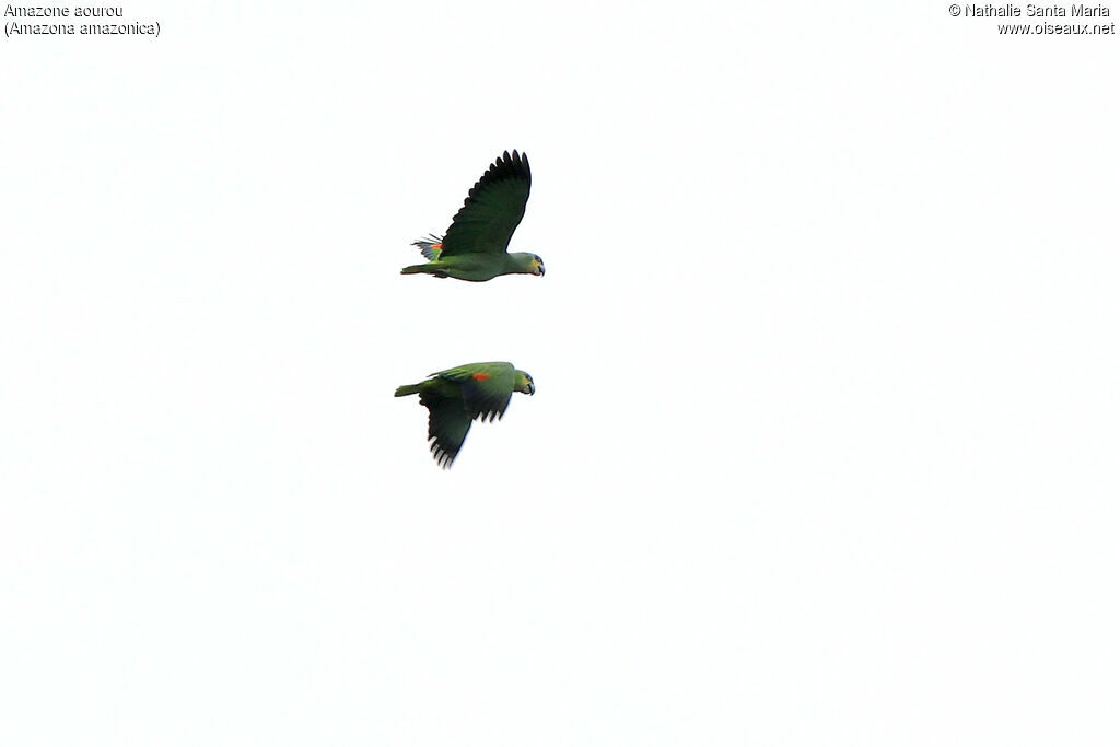 Amazone aourouadulte, Vol