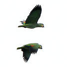 Amazone aourou