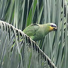 Amazone aourou