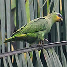 Amazone aourou