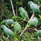 Amazone poudrée