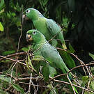 Amazone poudrée