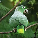 Amazone poudrée