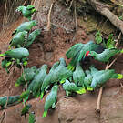 Amazone poudrée