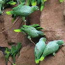 Amazone poudrée