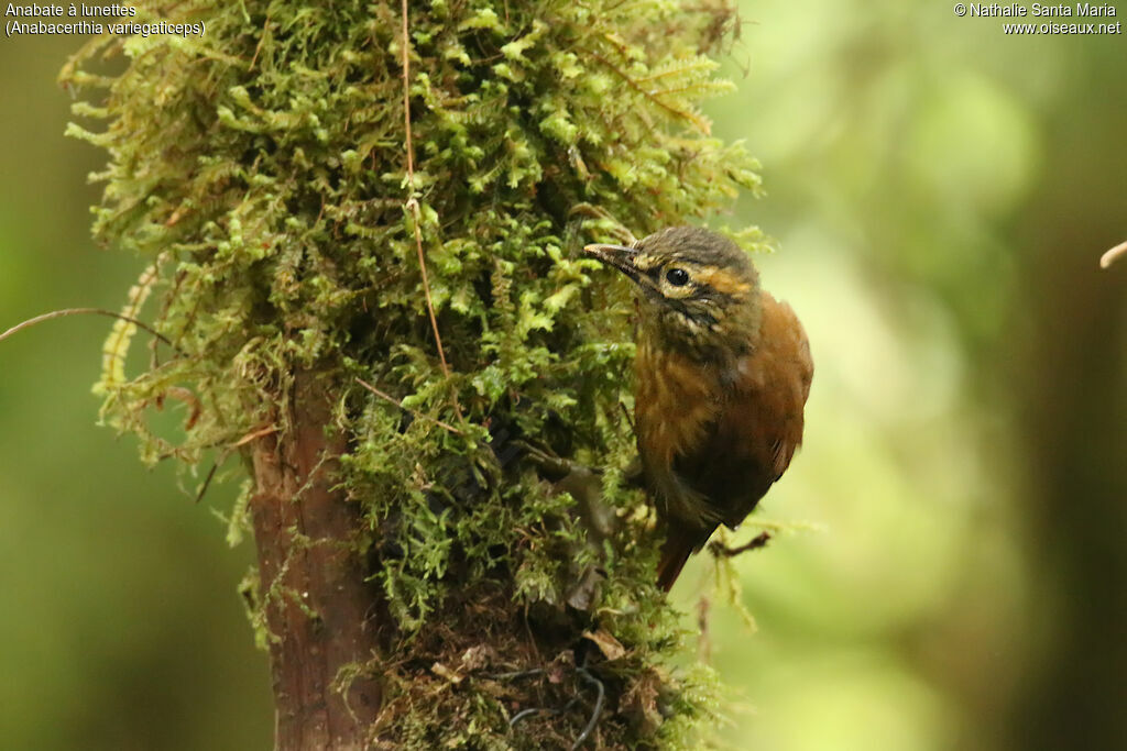 Scaly-throated Foliage-gleaneradult, identification