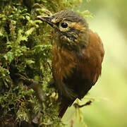 Scaly-throated Foliage-gleaner