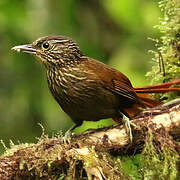 Lineated Foliage-gleaner