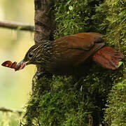 Lineated Foliage-gleaner