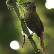 Lineated Foliage-gleaner