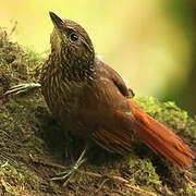 Lineated Foliage-gleaner