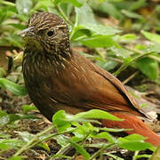 Lineated Foliage-gleaner