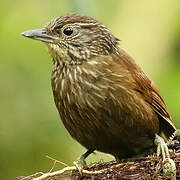 Lineated Foliage-gleaner