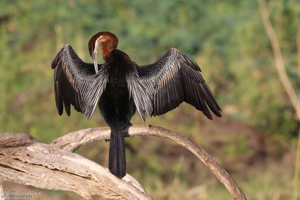 Anhinga d'Afrique mâle adulte, identification, soins, pigmentation