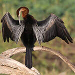 Anhinga d'Afrique