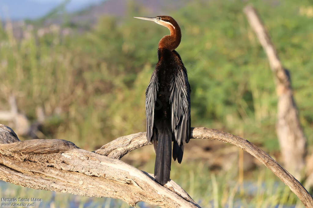 Anhinga d'Afrique mâle adulte nuptial, identification