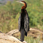 Anhinga d'Afrique