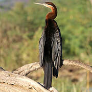 African Darter