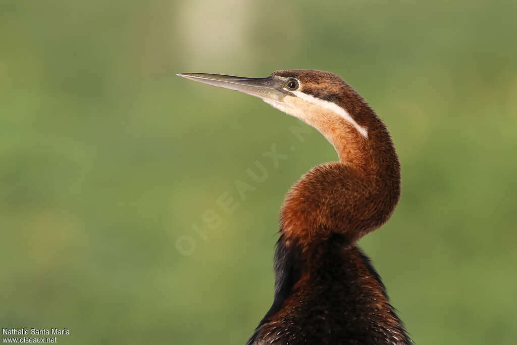 Anhinga d'Afriqueadulte, portrait