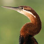 Anhinga d'Afrique