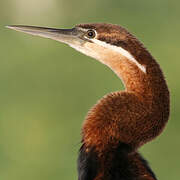 African Darter