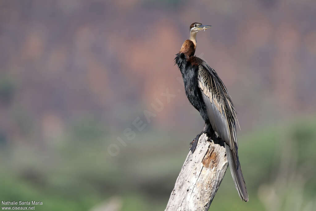 Anhinga d'Afrique mâle adulte, identification, Comportement