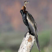 African Darter