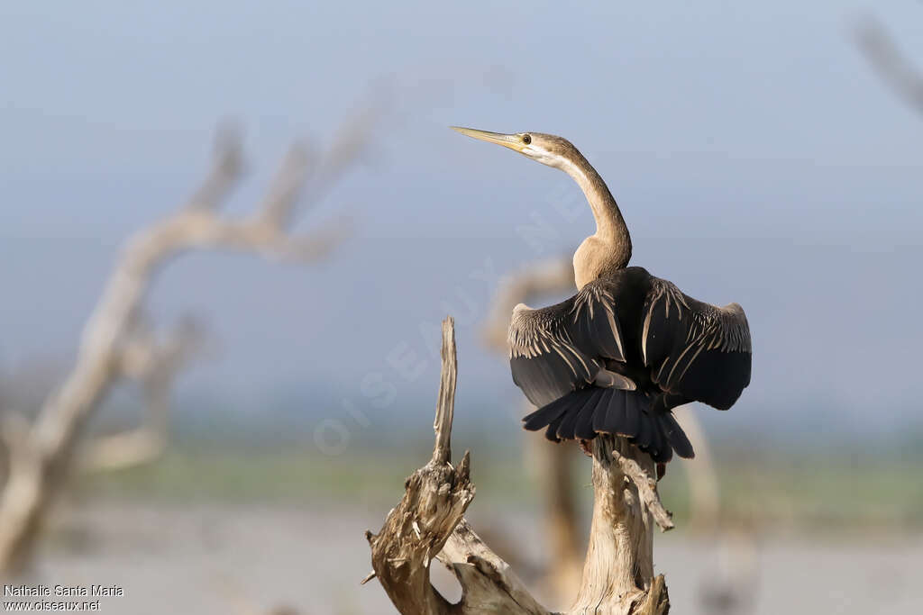 Anhinga d'Afriqueimmature, identification