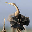 Anhinga d'Afrique