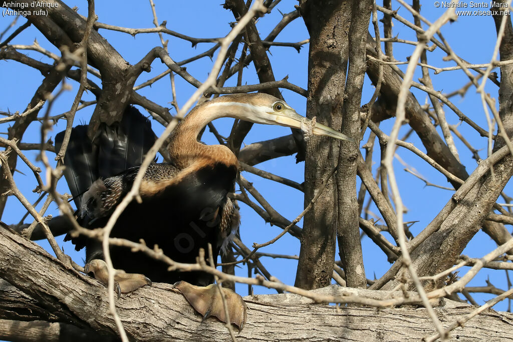 Anhinga d'Afrique femelle adulte, identification