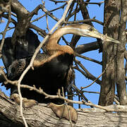 African Darter