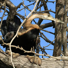 Anhinga d'Afrique