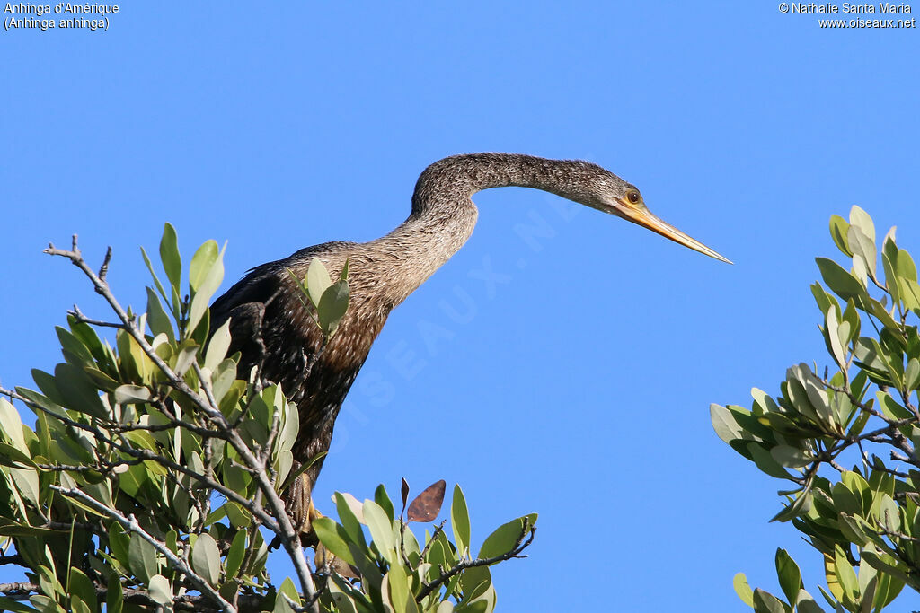 Anhingaimmature, identification