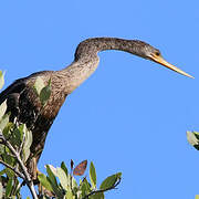 Anhinga d'Amérique