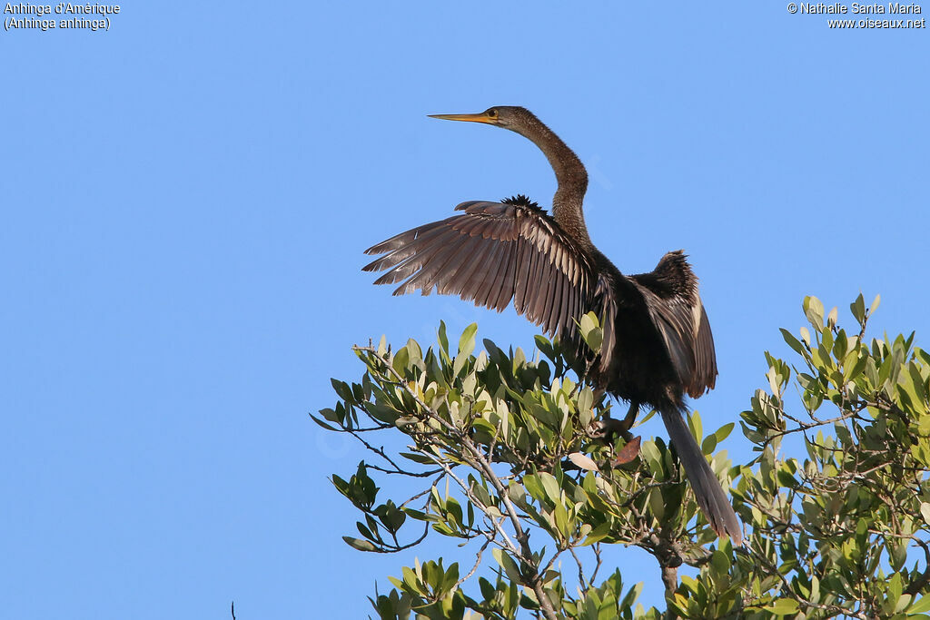 Anhinga d'Amérique femelle adulte, identification, composition