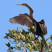 Anhinga