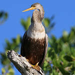 Anhinga d'Amérique