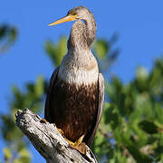 Anhinga