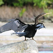 Anhinga d'Amérique