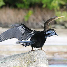 Anhinga d'Amérique