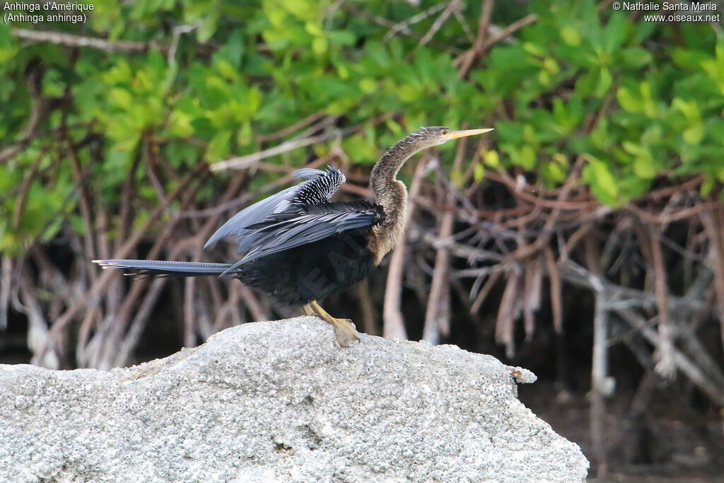 Anhinga female adult, identification