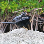 Anhinga d'Amérique