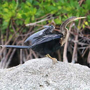 Anhinga