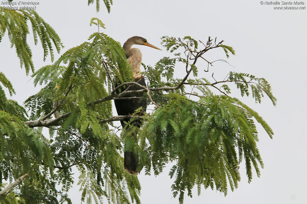 Anhinga d'Amériqueimmature, identification