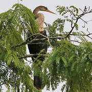 Anhinga