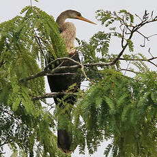 Anhinga d'Amérique