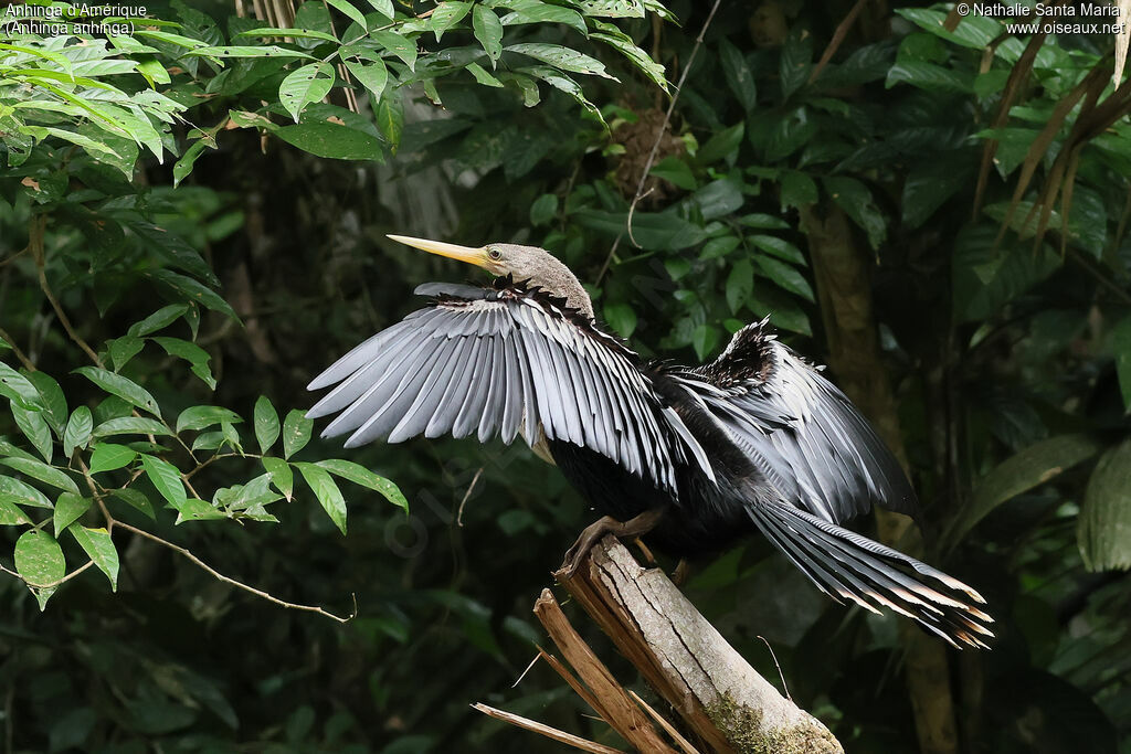Anhinga d'Amériqueadulte, identification, composition