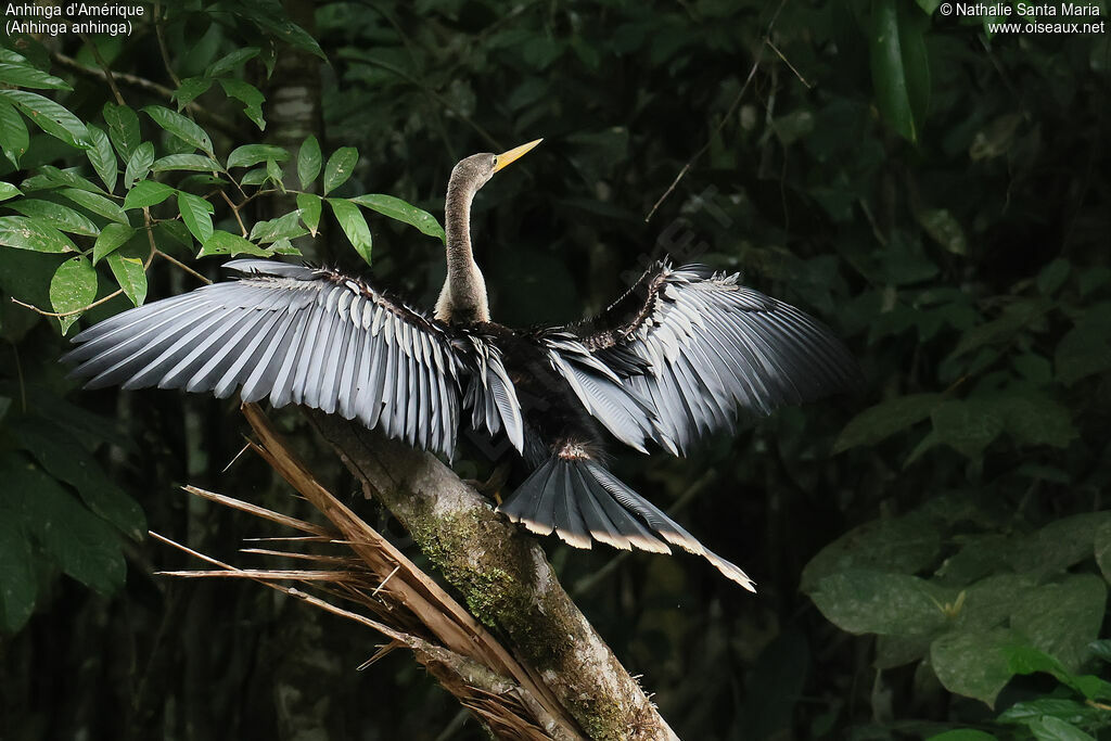 Anhinga d'Amériqueadulte, identification, pigmentation